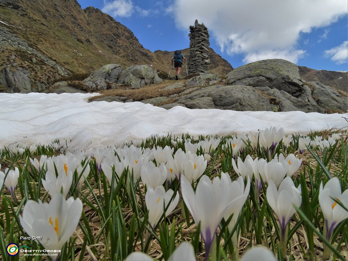 48 Distese di Crocus vernus  all'omone del sent. 101.JPG